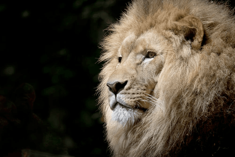 King on Africa: Part II