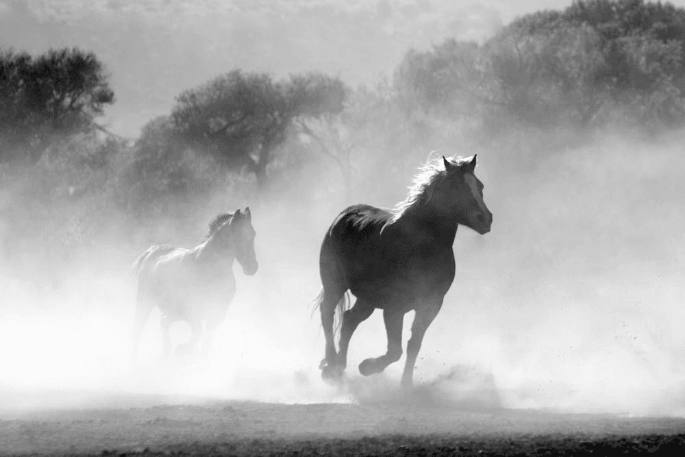 Running Free